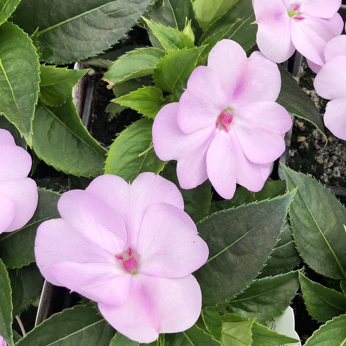 SunPatiens Compact Orchid Blush 4