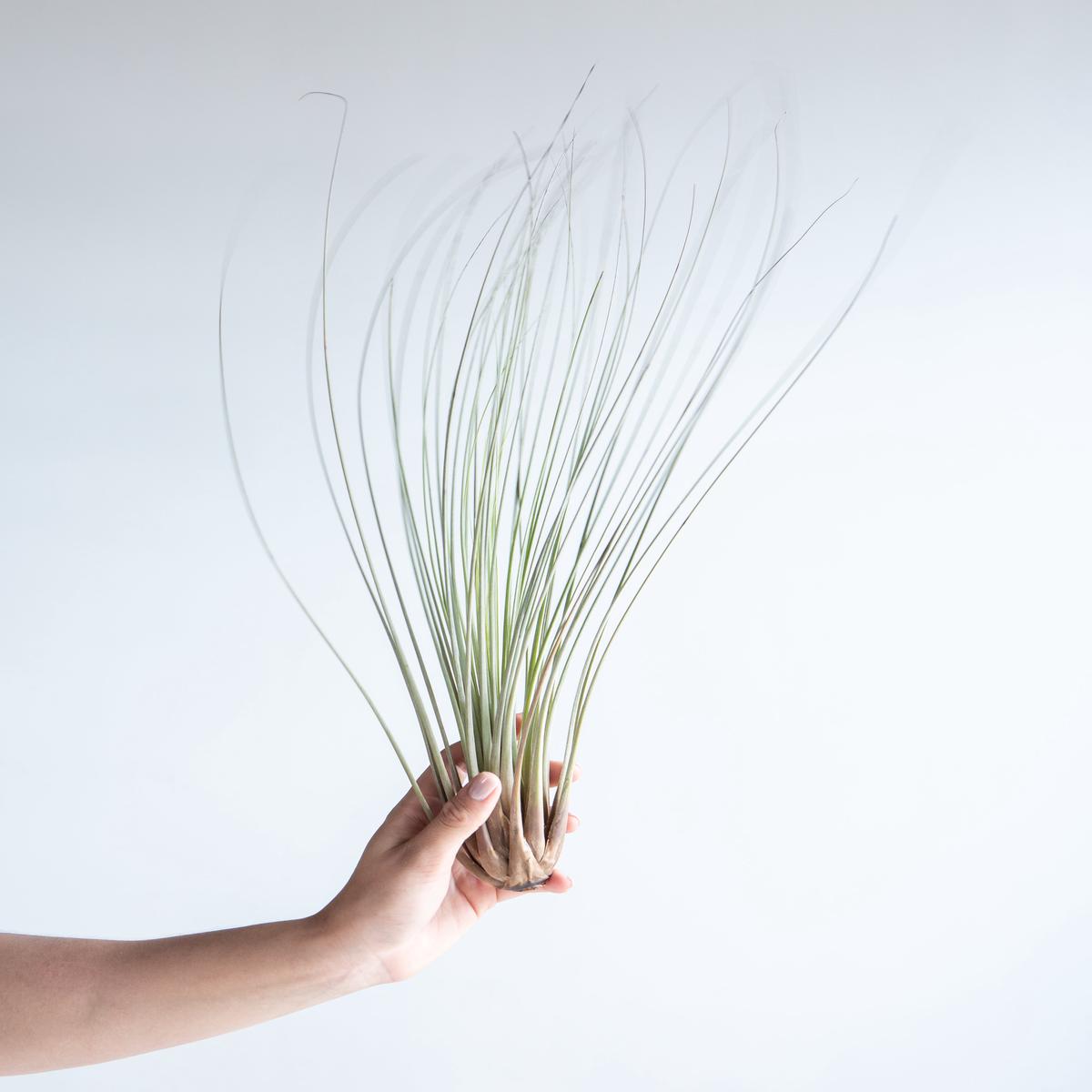 TILLANDSIA 'JUNCEA' AIR PLANT