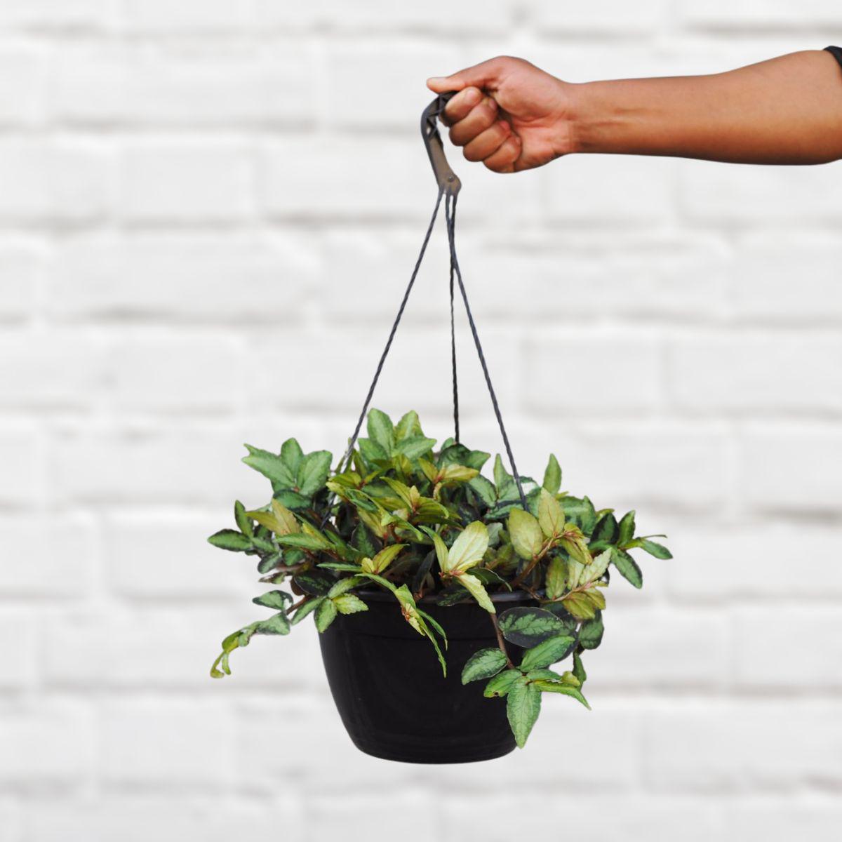 Trailing Watermelon Begonia