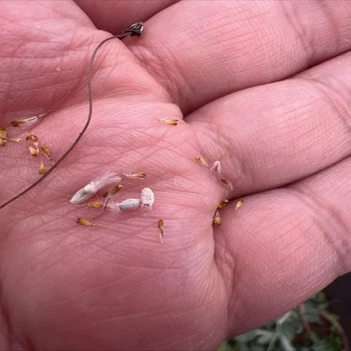 3x Seeds, Othonna cacalioides 12/11/2025