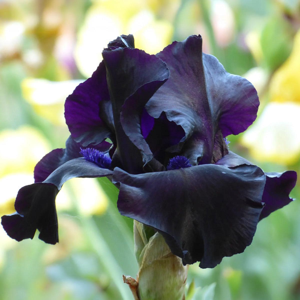 Black Suited Bearded Iris