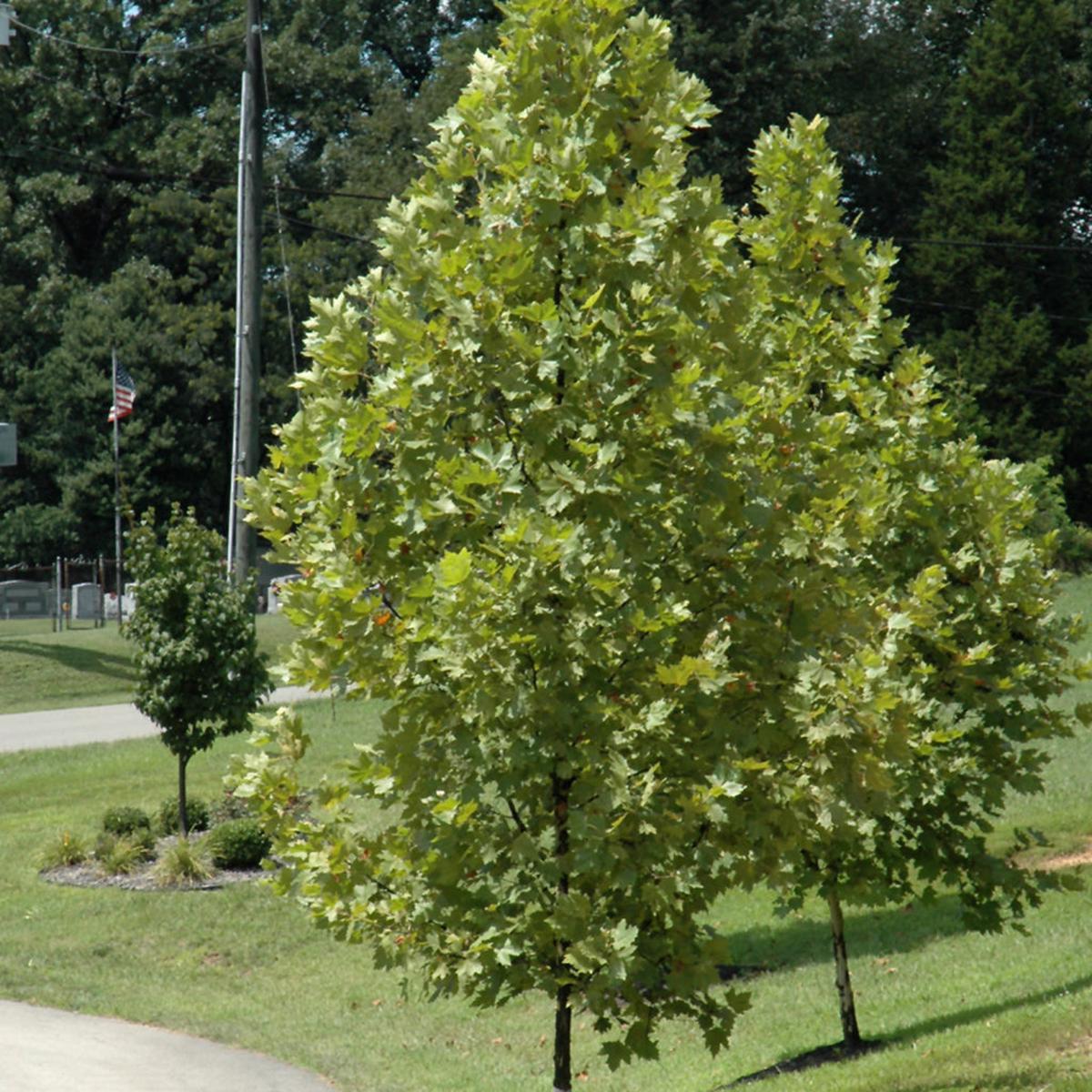 Exclamation London Planetree