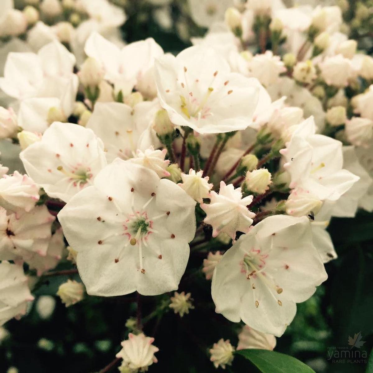 Kalmia latifolia Elf