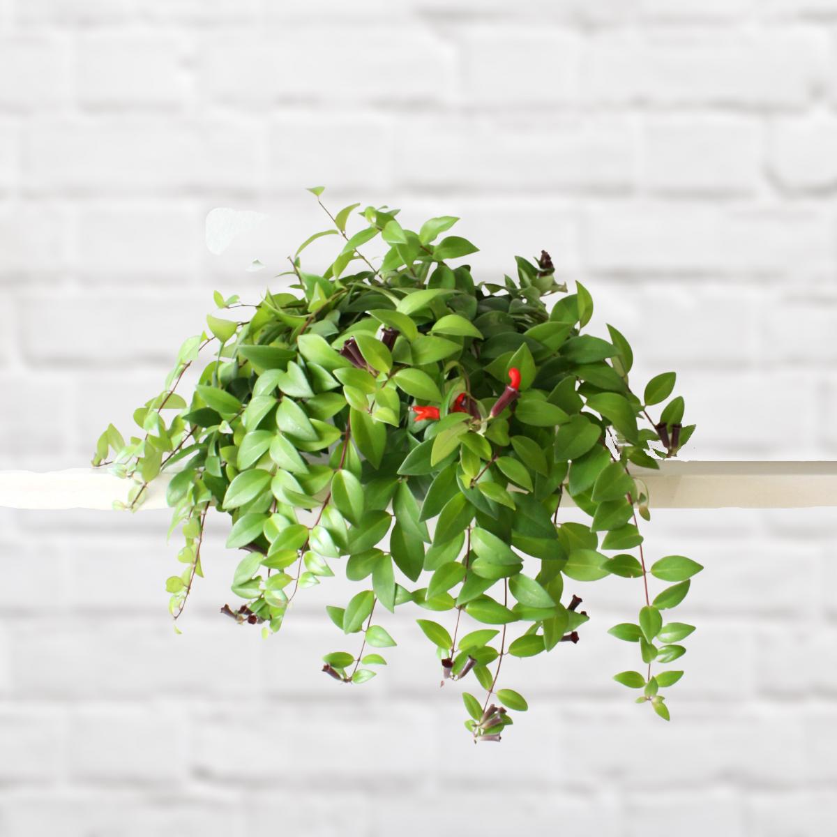 Lipstick Vine - Radicans
