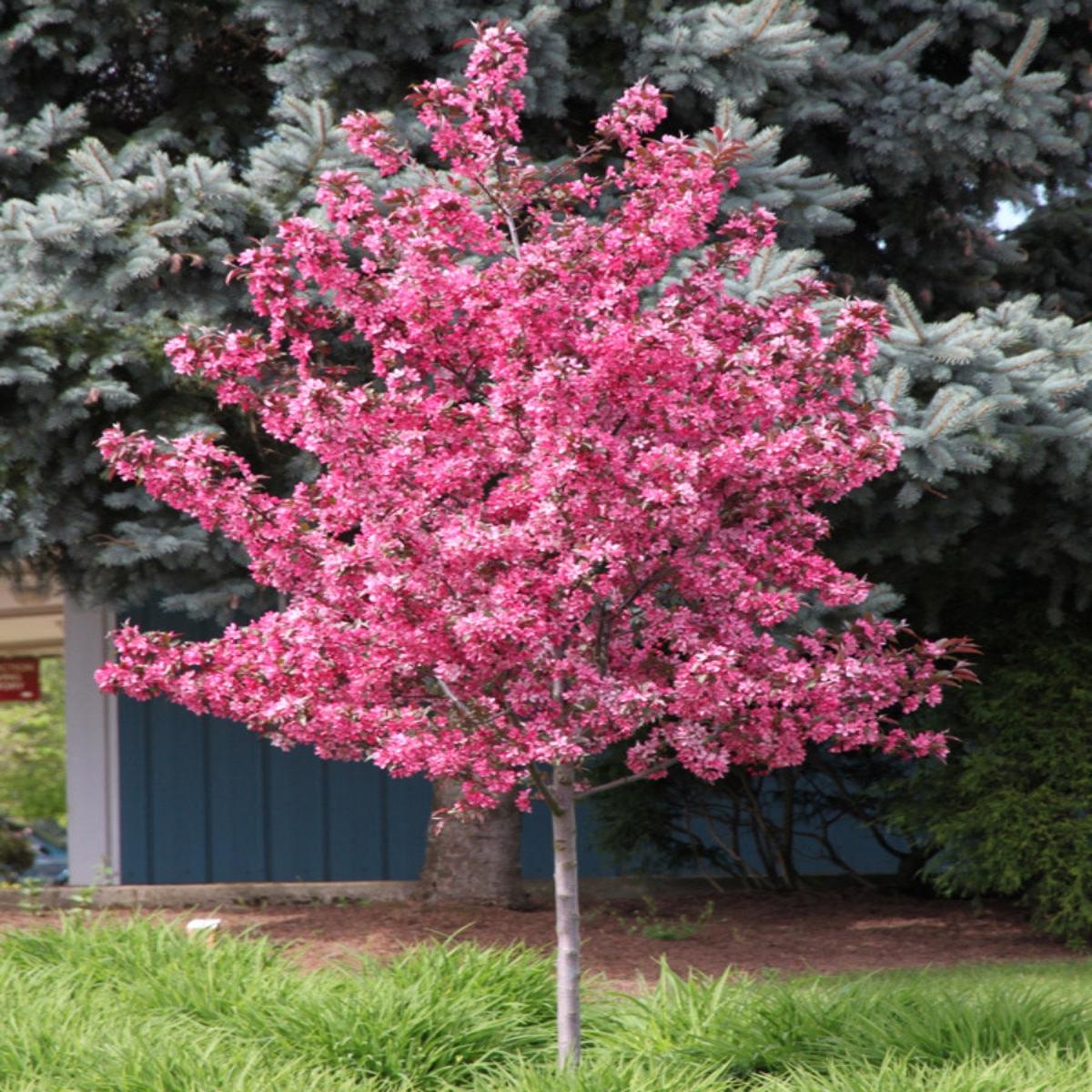 Malus 'Royal Raindrops' | Multi Stem Flowering Crabapple 7G