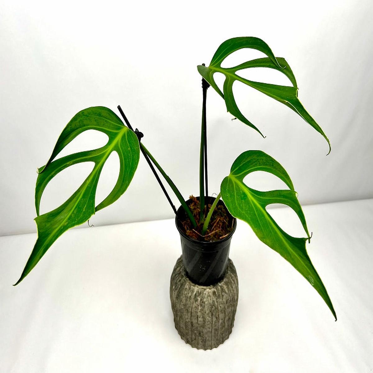 Monstera 'Burle Marx Flame' (2 planten in een pot)