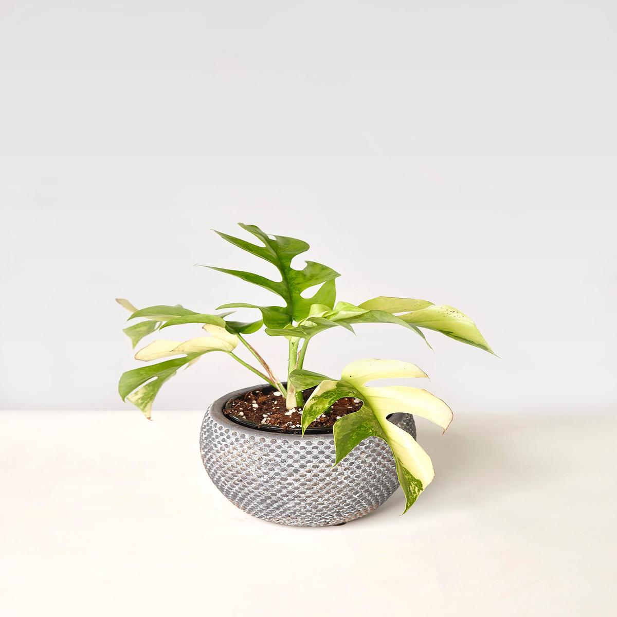 Monstera minima variegated albo (5-6 leaves)+ Highly variegated