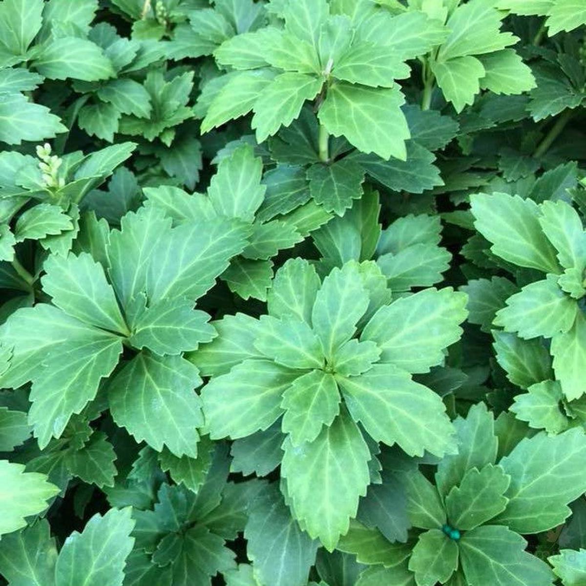 Pachysandra terminalis Compactus