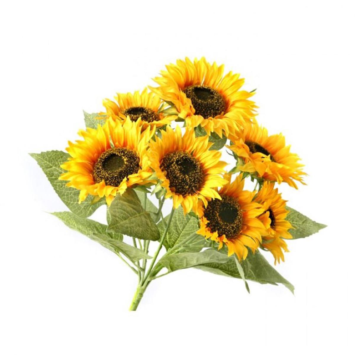Sunflower Bush Everlasting