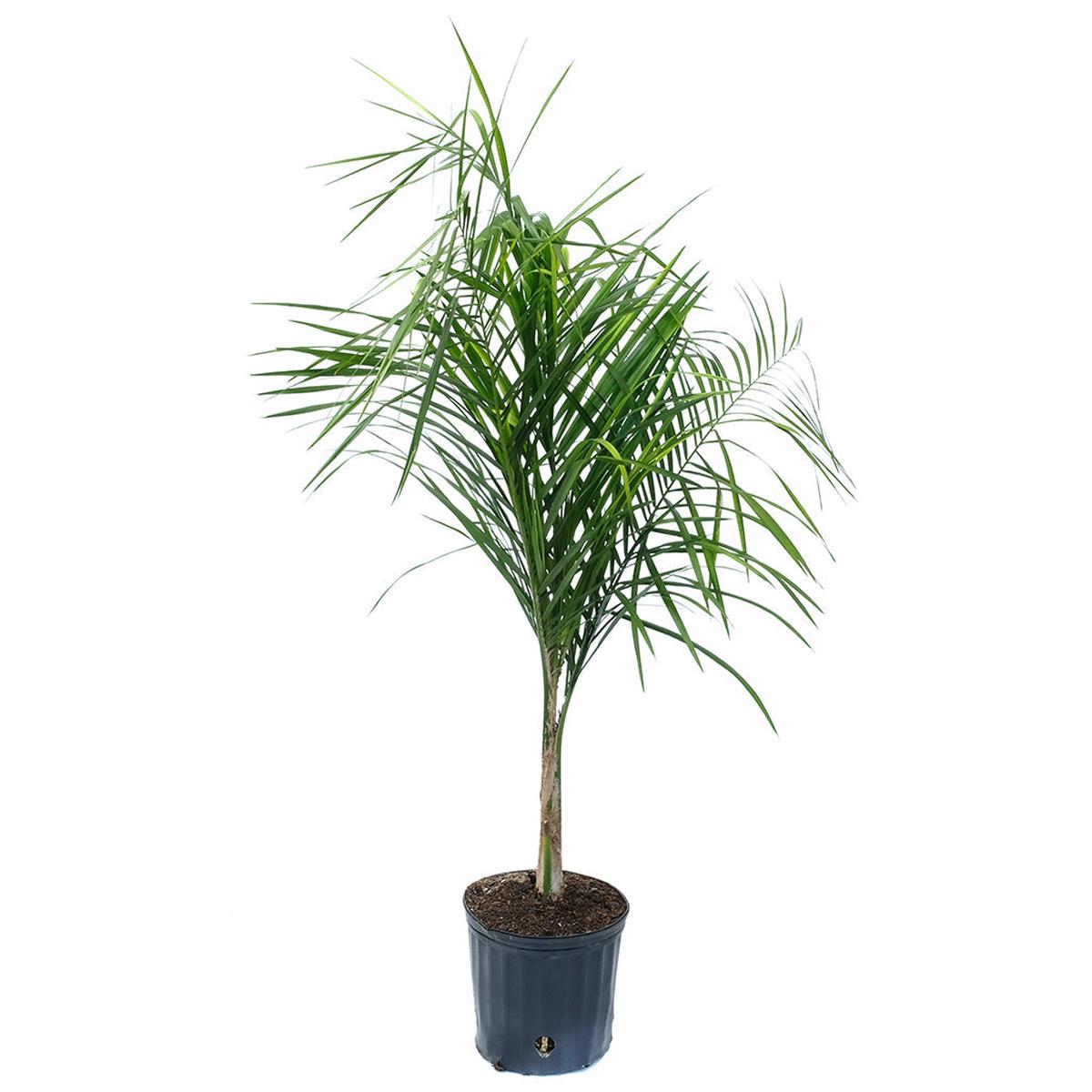 Syagrus/Queen Palm