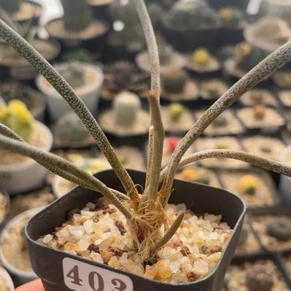 1.5CM Succulent Cactus Plant Astrophytum Caput-Medusae Cactaceae Beautiful Plant