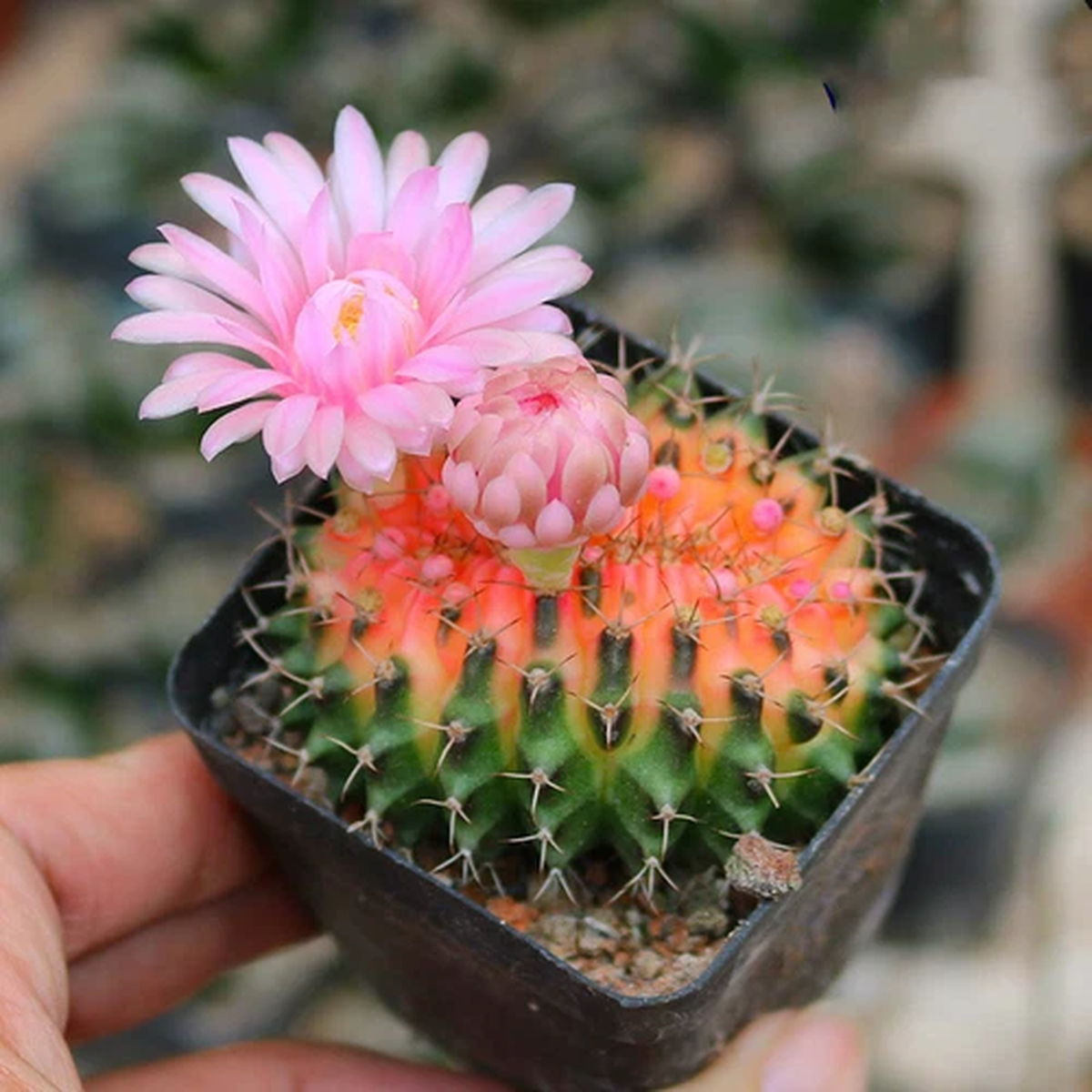 4CM Succulent Cactus Plant Gymnocalycium Anisitsii Cristata Variegated Beautiful