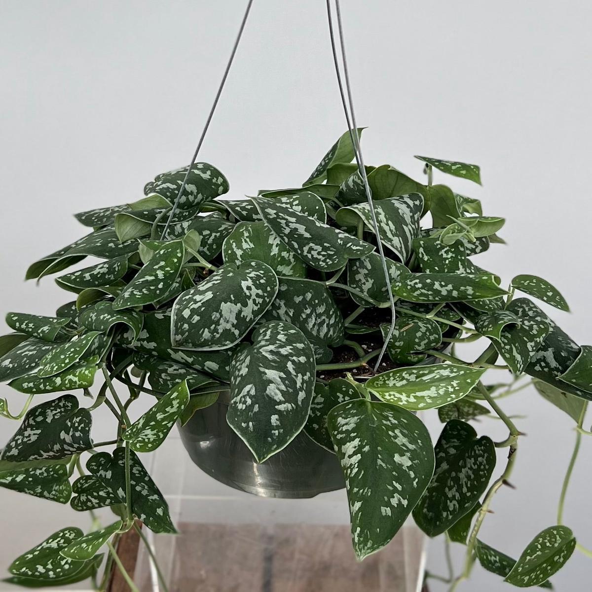 8" Scindapsus Pictus Argyraeus 'Satin'