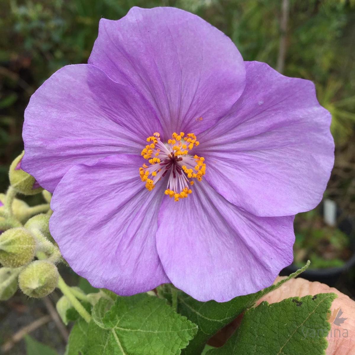 Abutilon vitifolium x Suntense