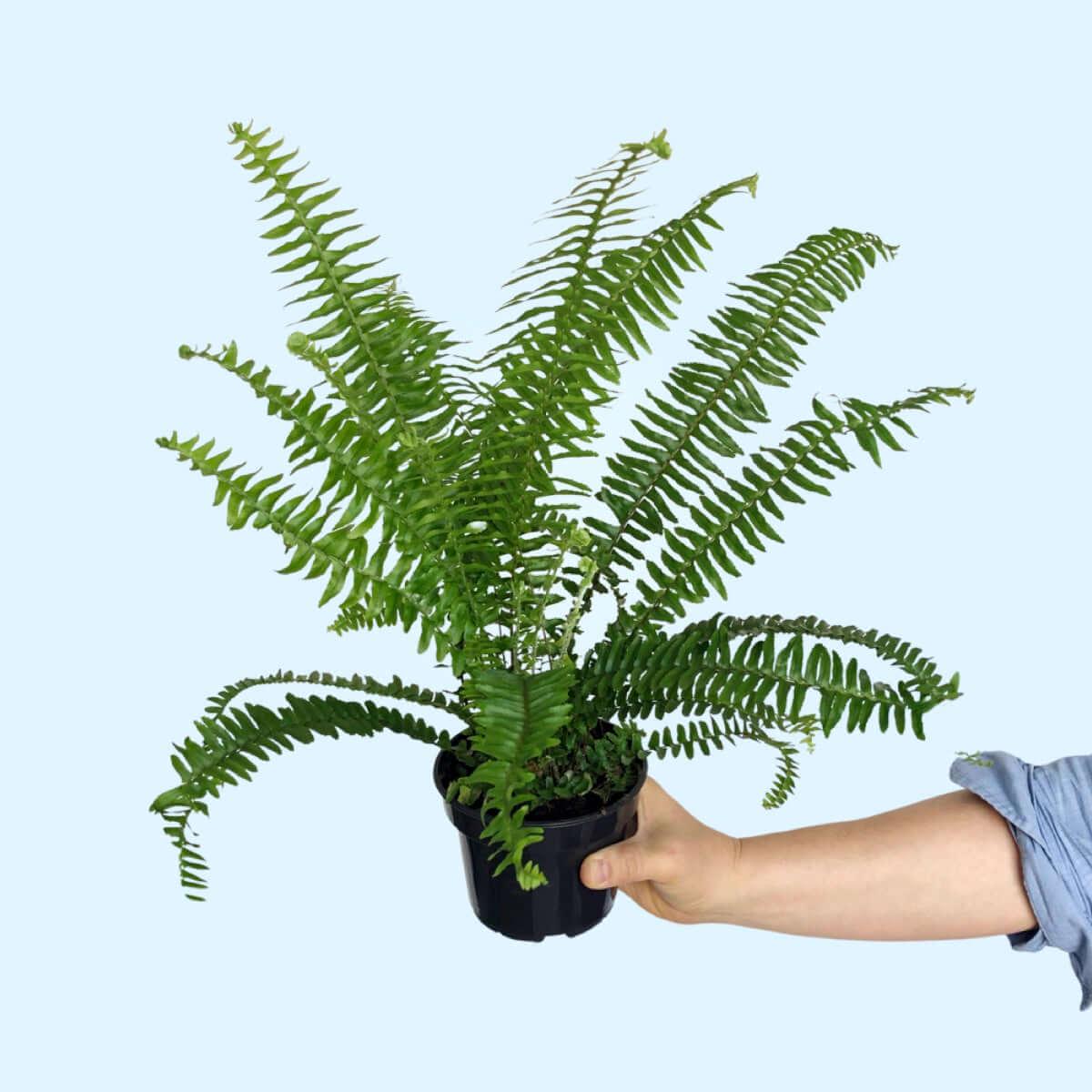 Australian Sword Fern - Emerald Queen