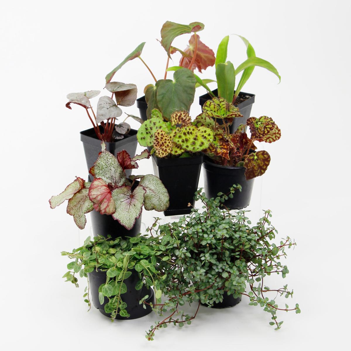 Botanical Bliss Terrarium Plant Pack for biOrb AIR 30