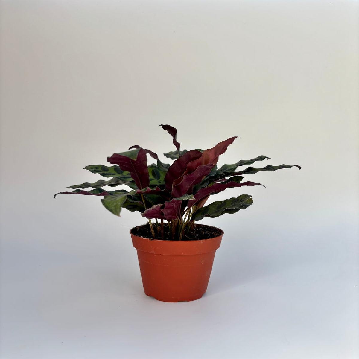 Calathea Rattlesnake Plant 4"