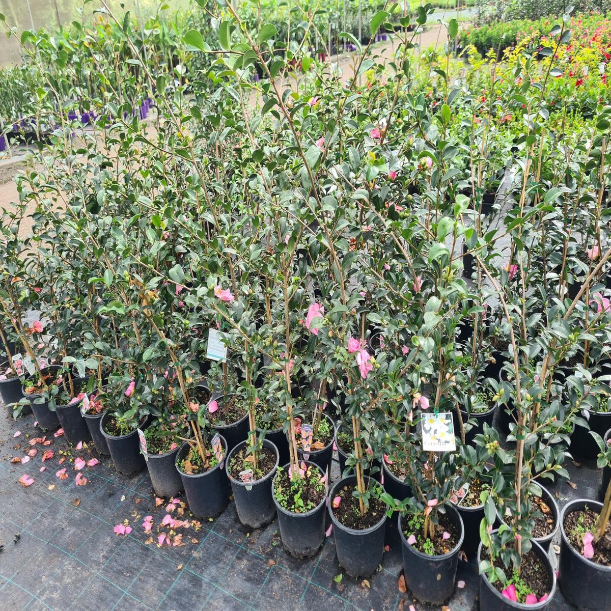 Camellia sasanqua 'Plantation Pink'