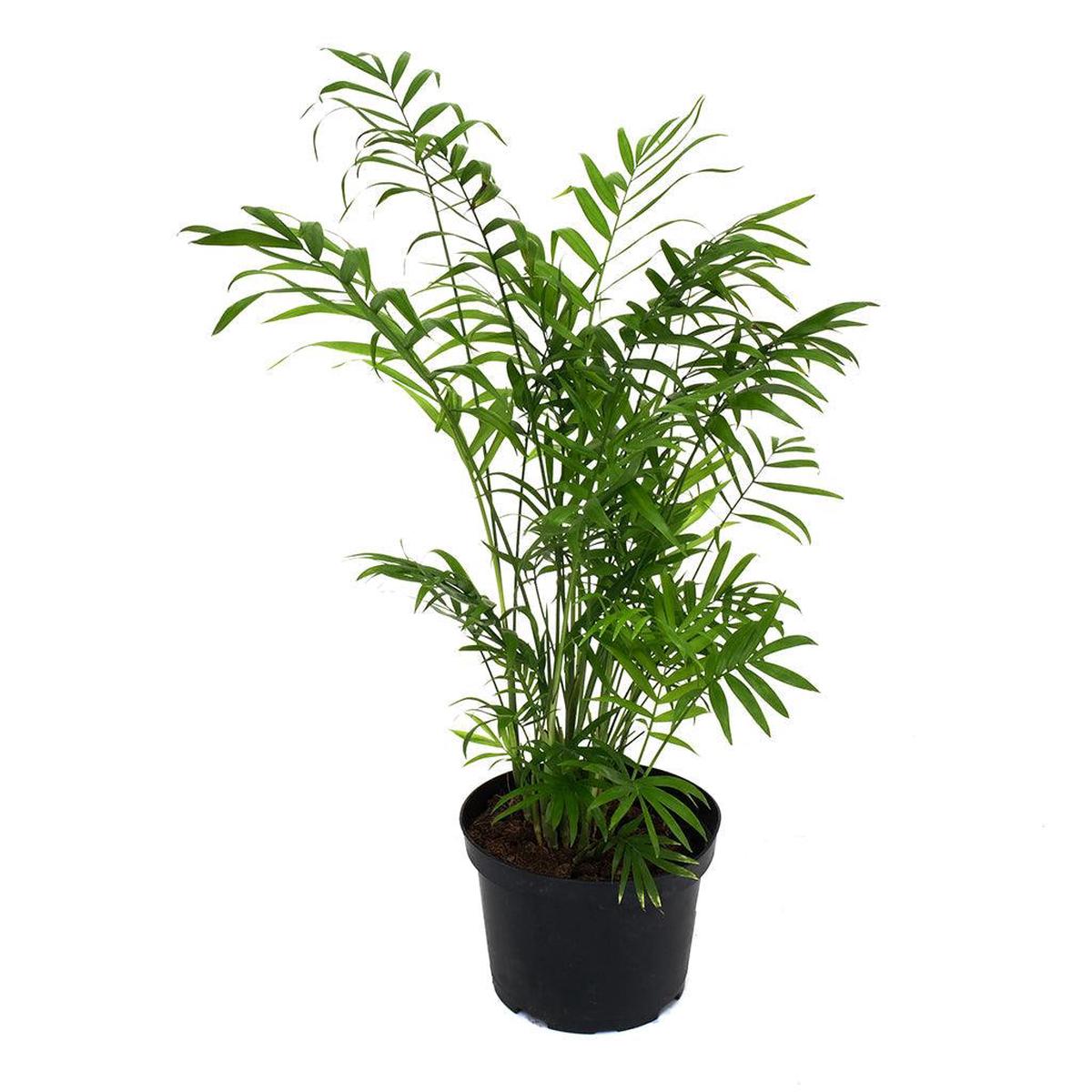 Chamaedorea/Neanthe Bella Palm