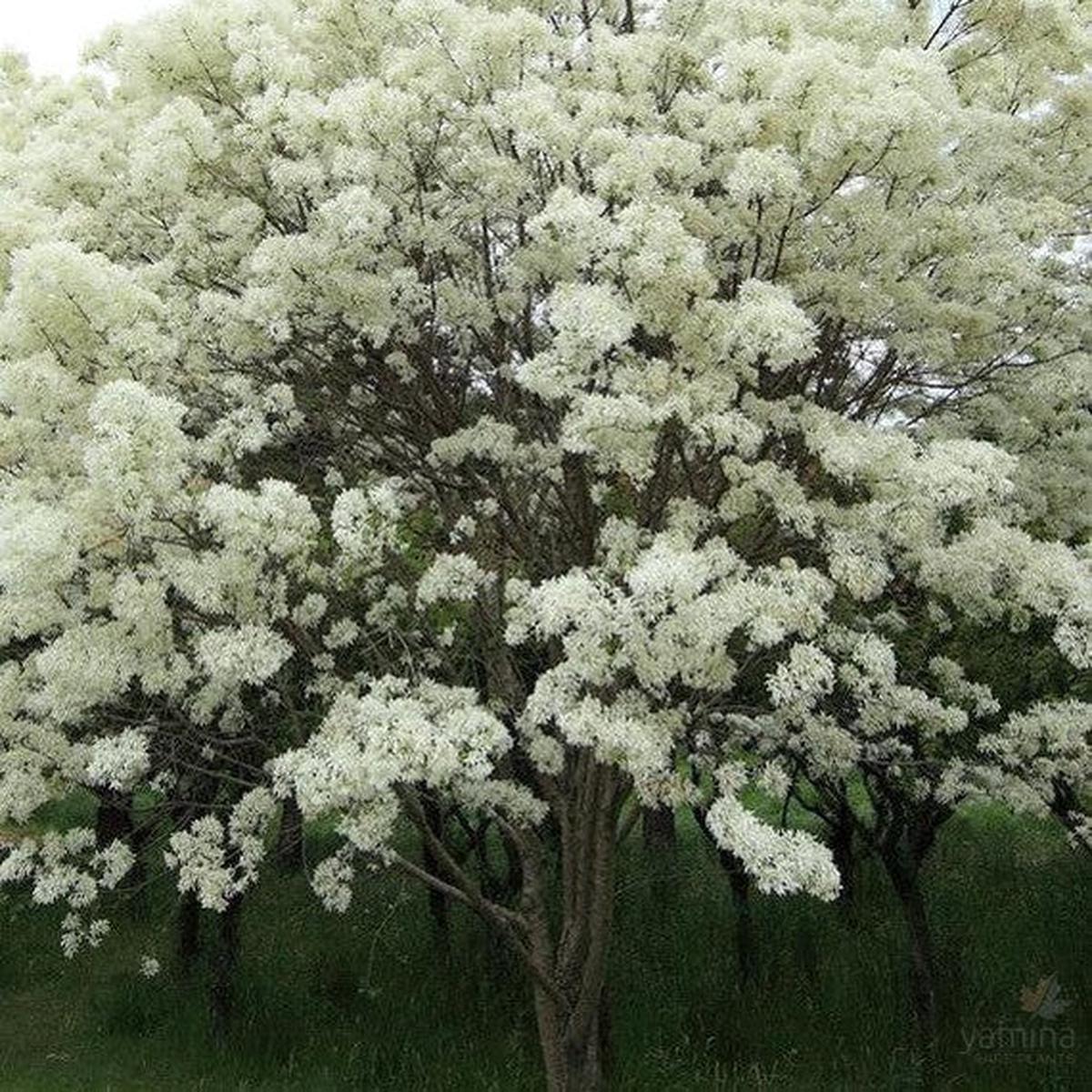 Chionanthus retusus (Chinese Fringe Tree)