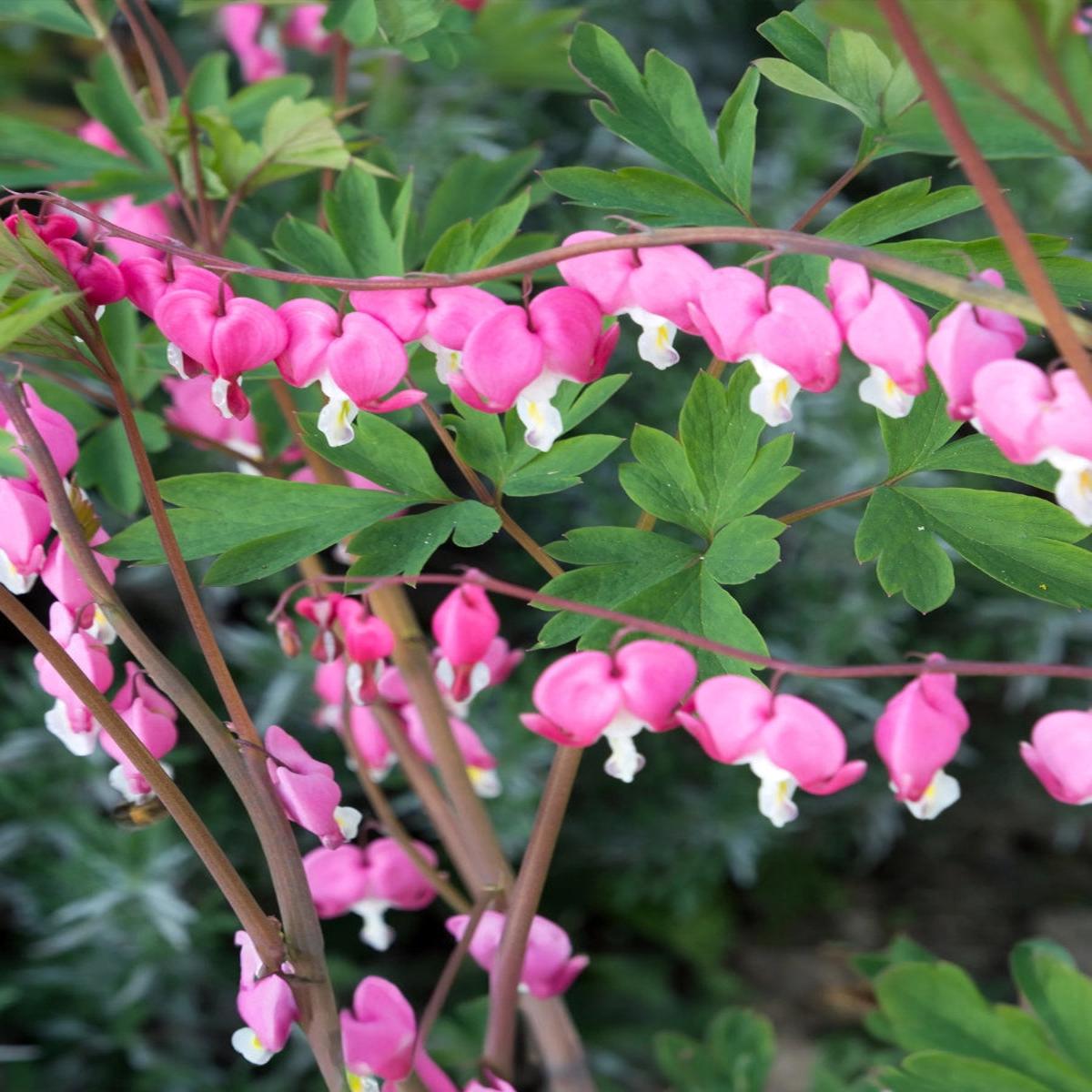 Dicentra Spectabilis 'Bleeding Heart' 1G
