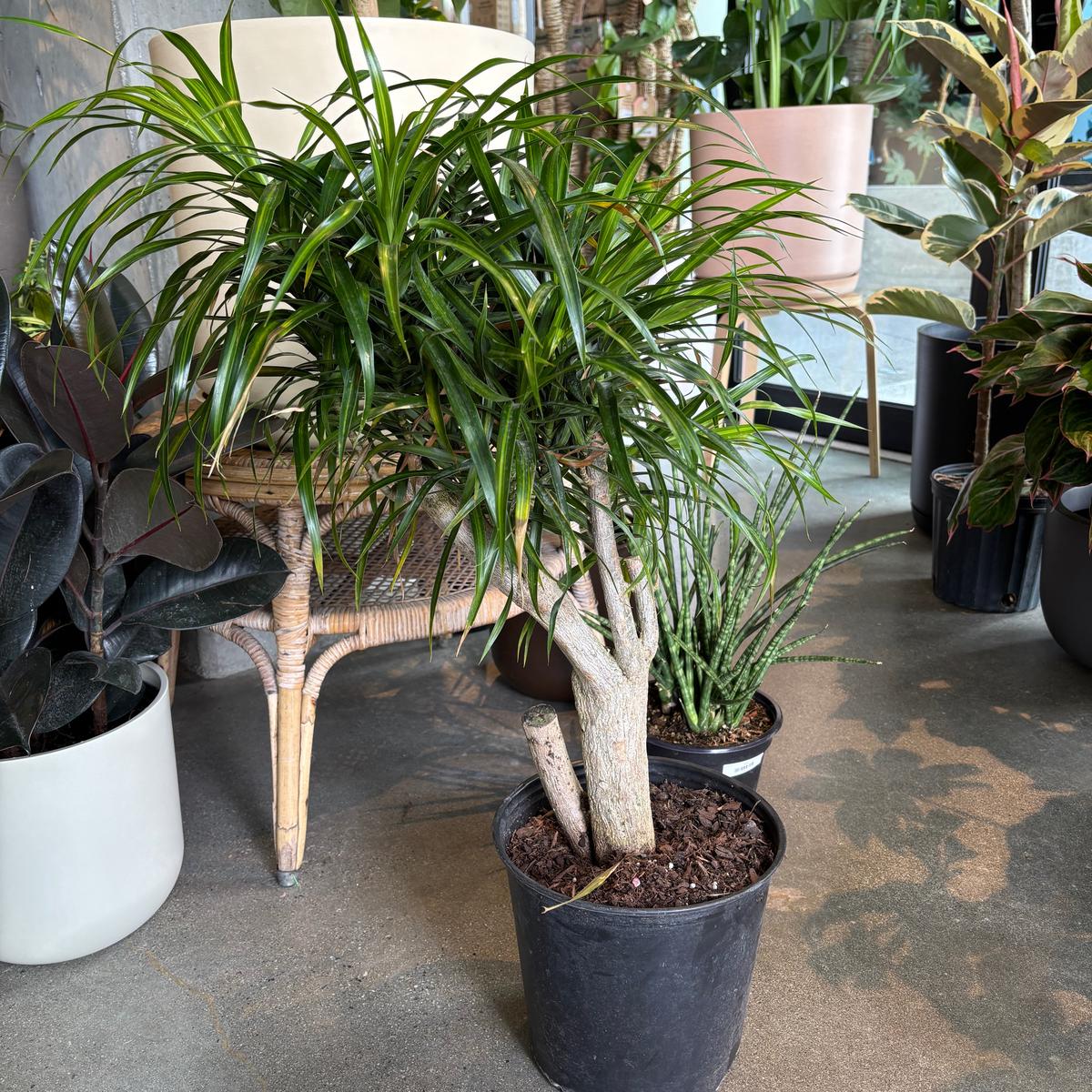 Dracaena Reflexa 'Anita'