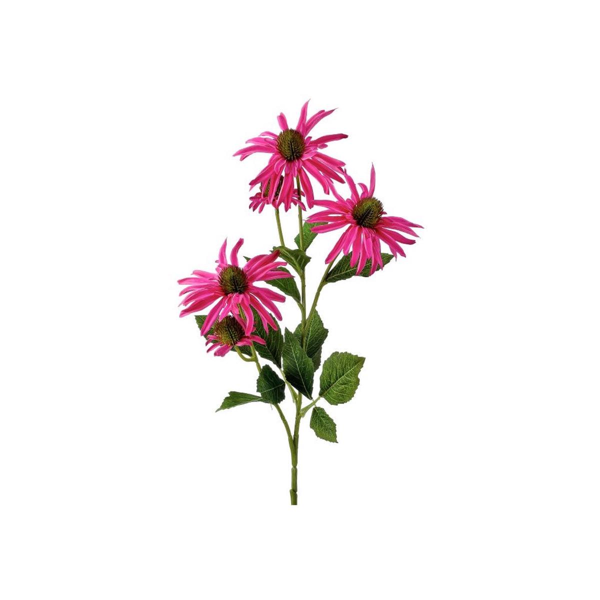 Echinacea Bloom and Bud 29" Purple Everlasting