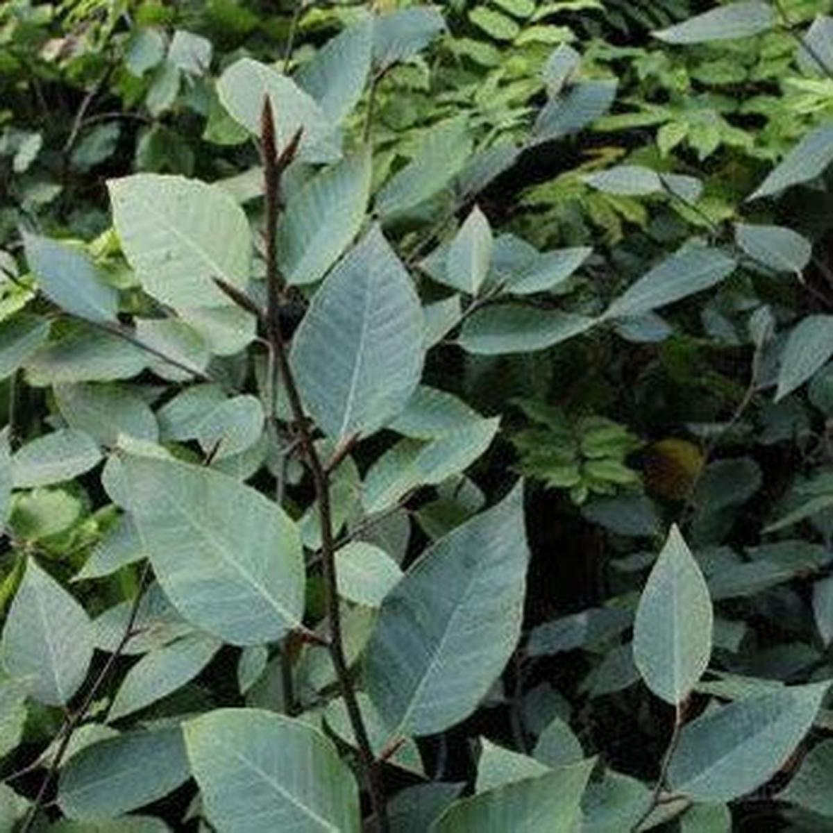 Fagus longipetiolata