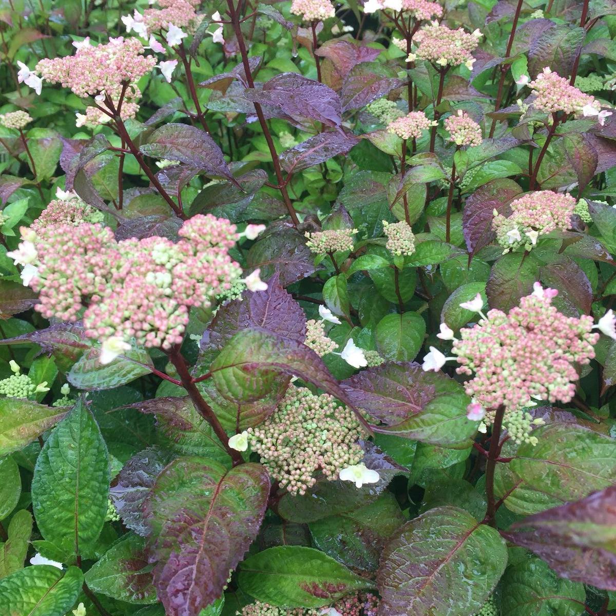 Hydrangea intermedia (serrata Bluebird)