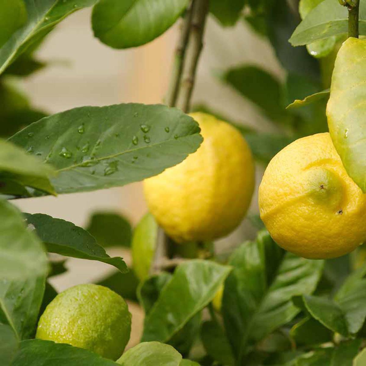 Lemon Tree (Meyer)