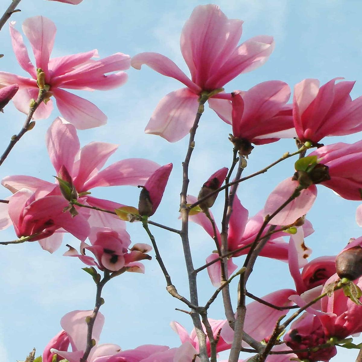 Magnolia 'Galaxy' 10G