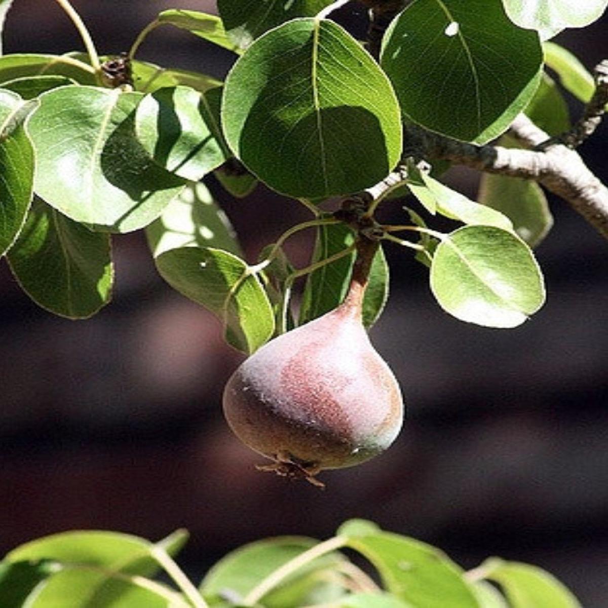 Pear Moon Glow - Dwarf