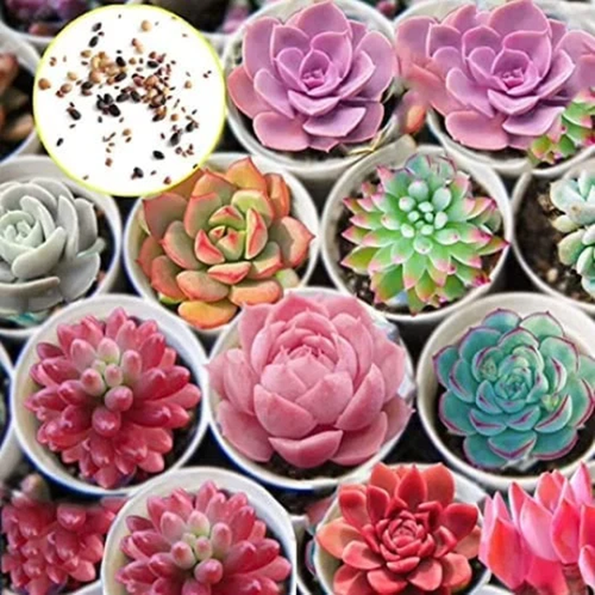 100 Hens and Chicks Cactus Succulent Seeds to Plant