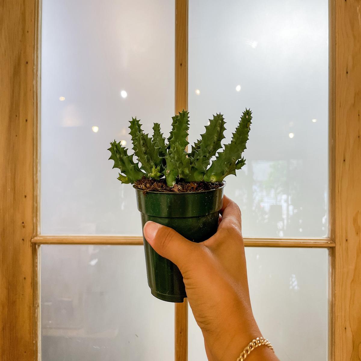 4" Huernia Zebrina 'Lifesaver Plant'