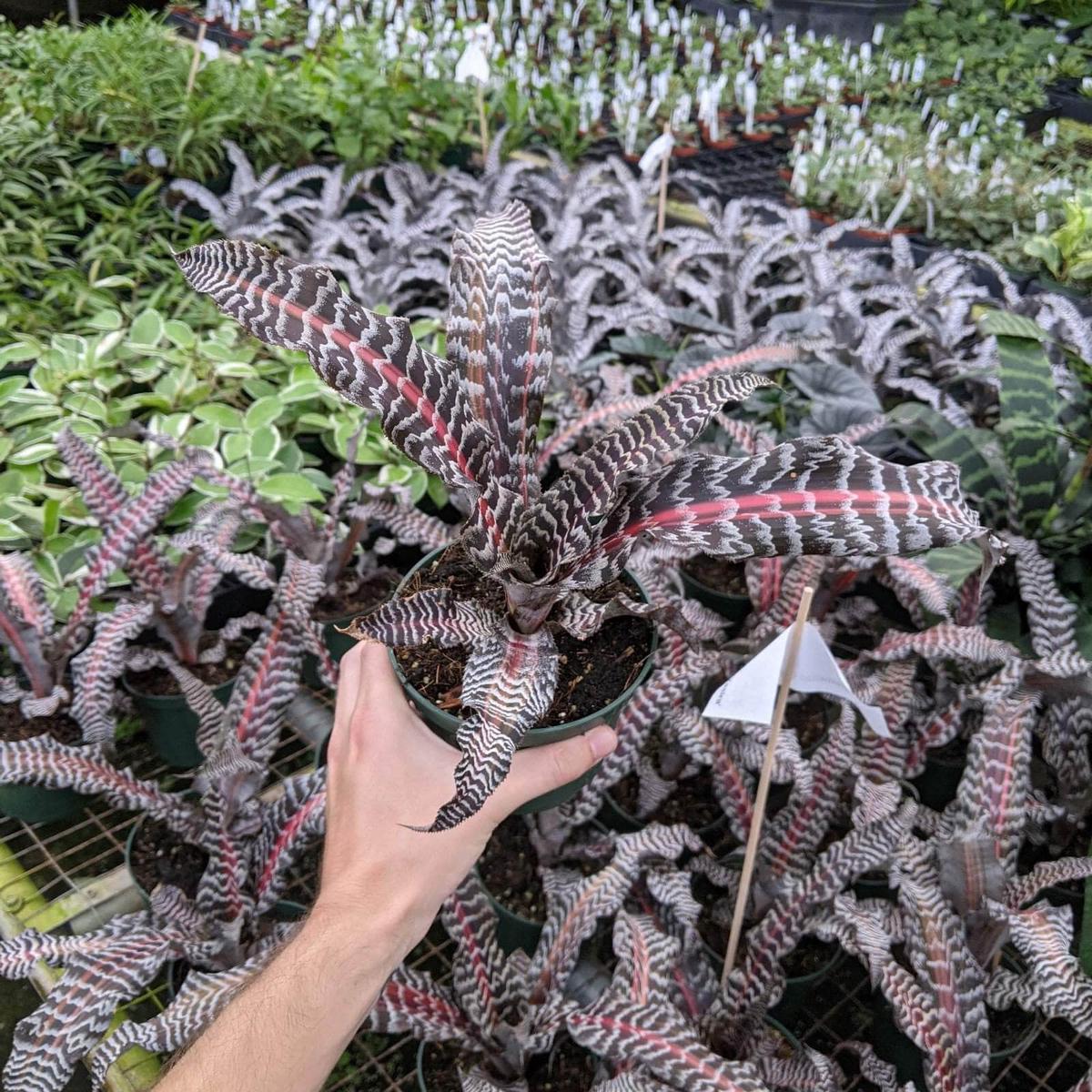 Bromeliad Cryptanthus 'Yasira'