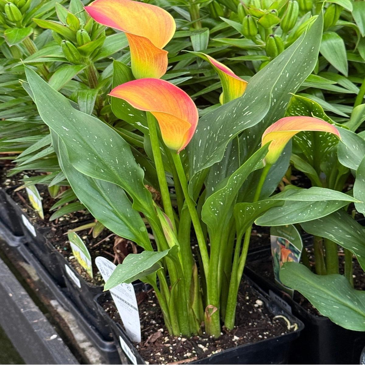Calla Lily Morning Sun 1G