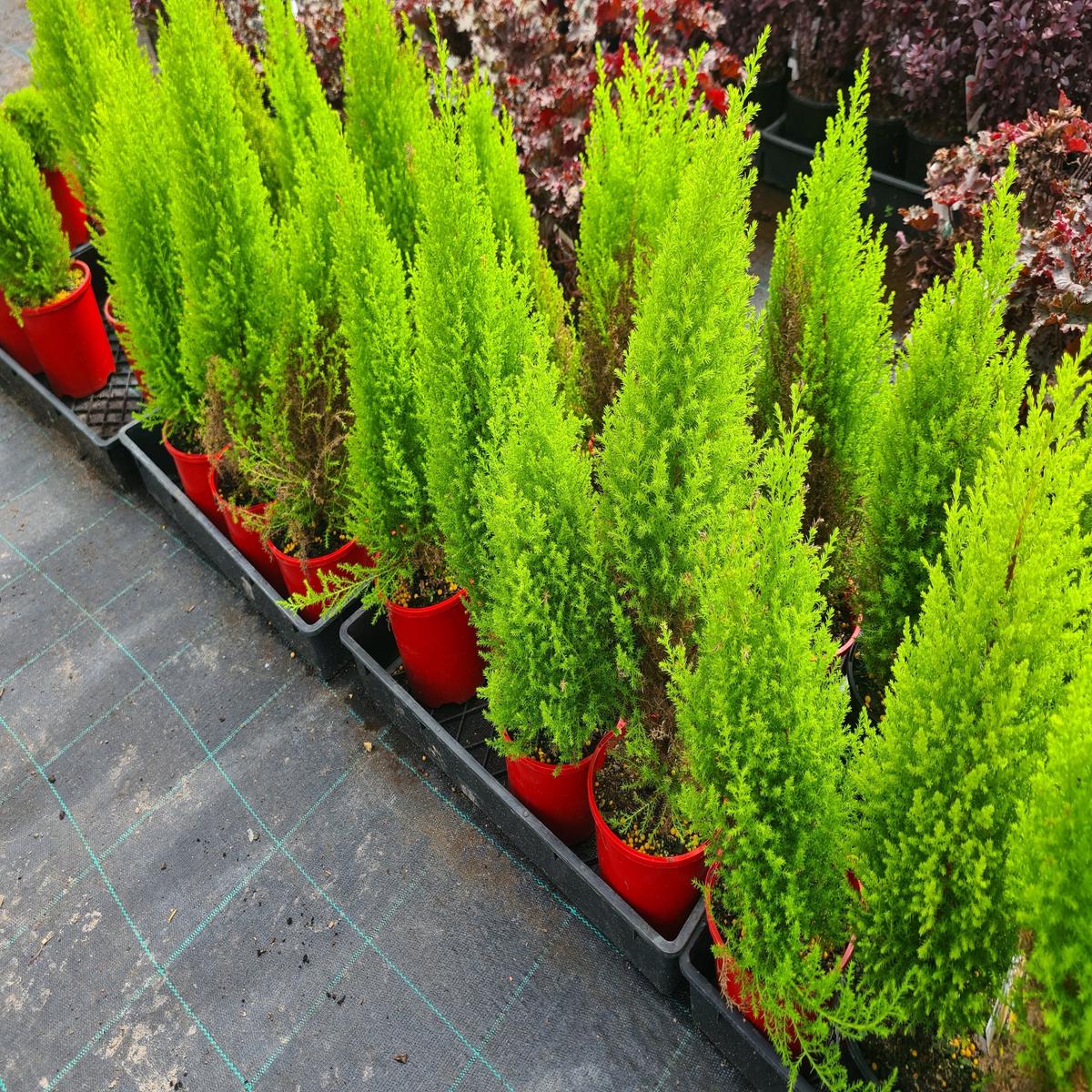 Cupressus macrocarpa 'Lemon Scent'