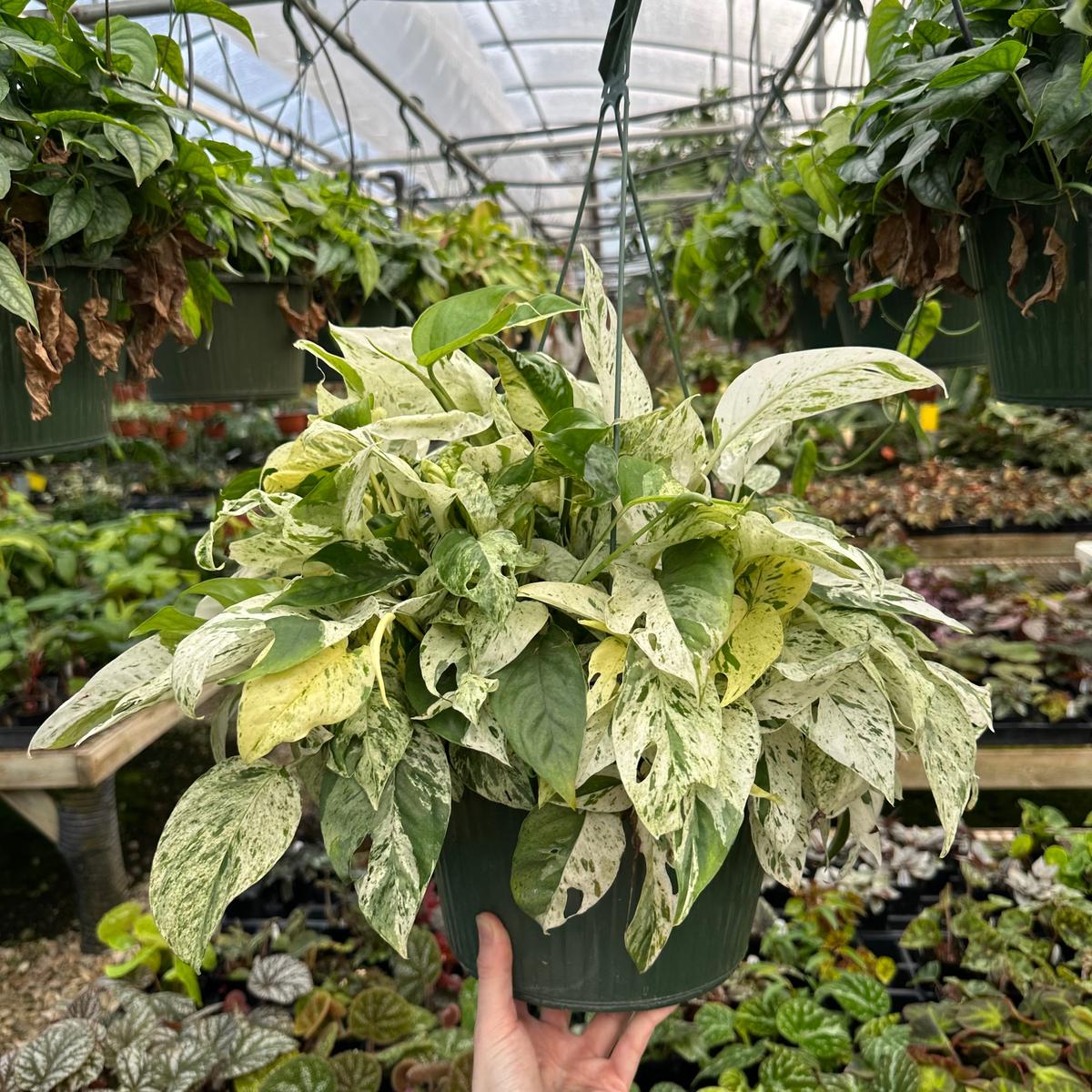 Epipremnum pinnatum "Marble"