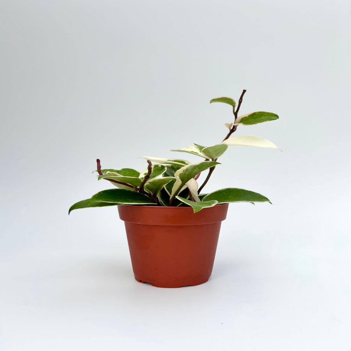Hoya Krimson Queen 4"