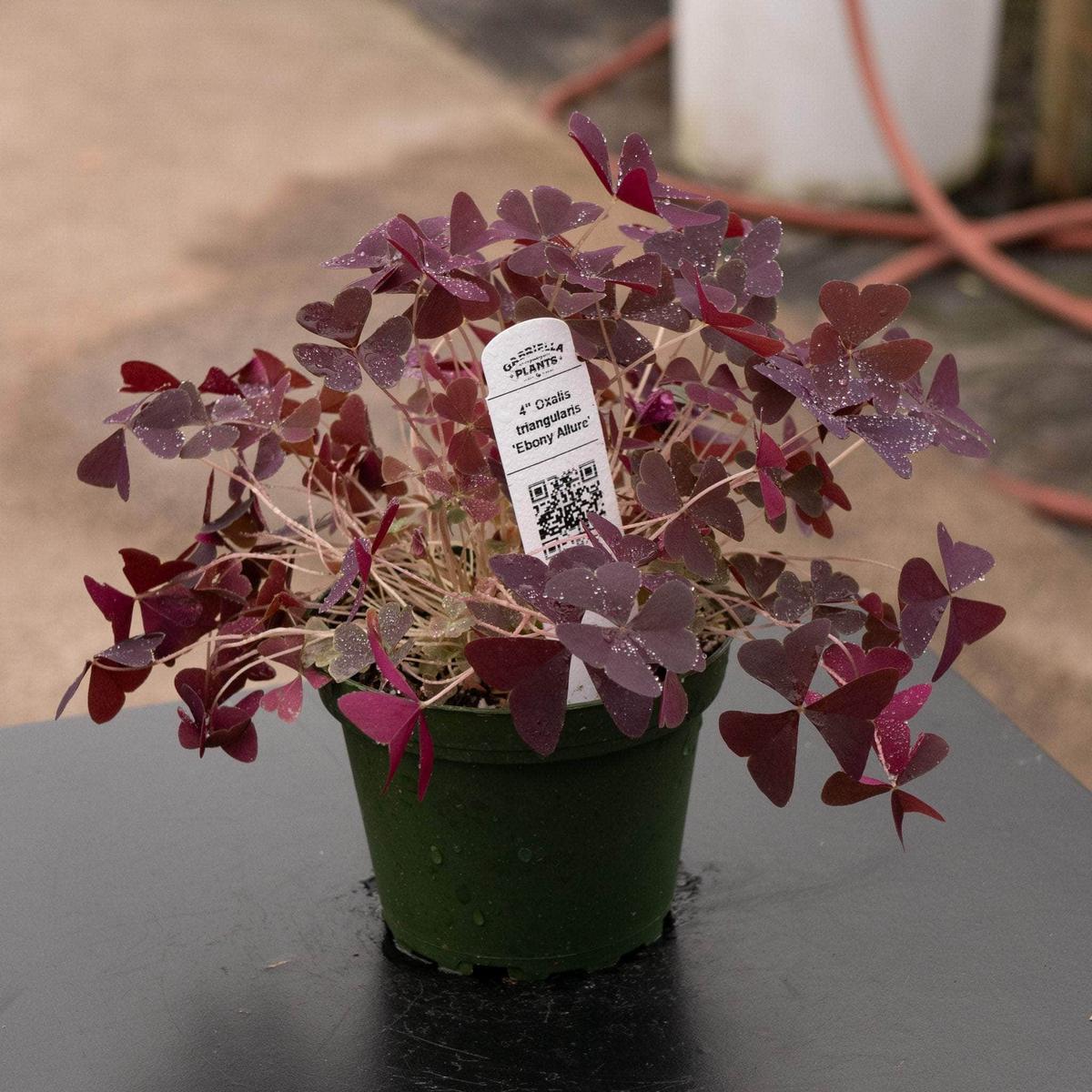 Oxalis triangularis 'Ebony Allure'