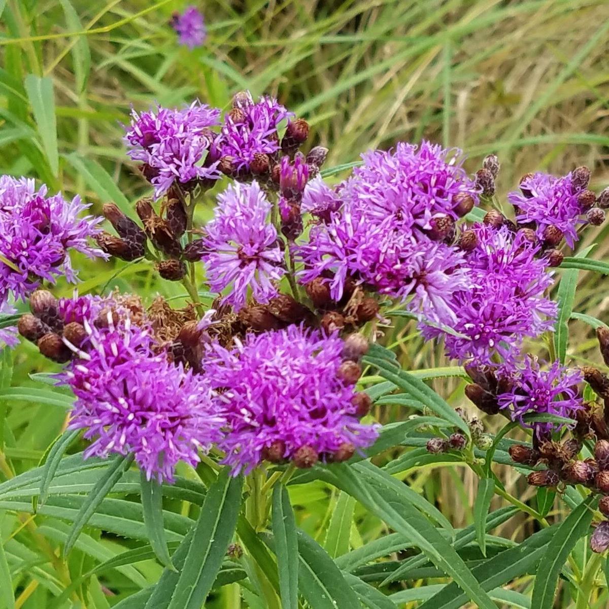 Smooth Ironweed (Vernonia fasciculata) 1 GAL