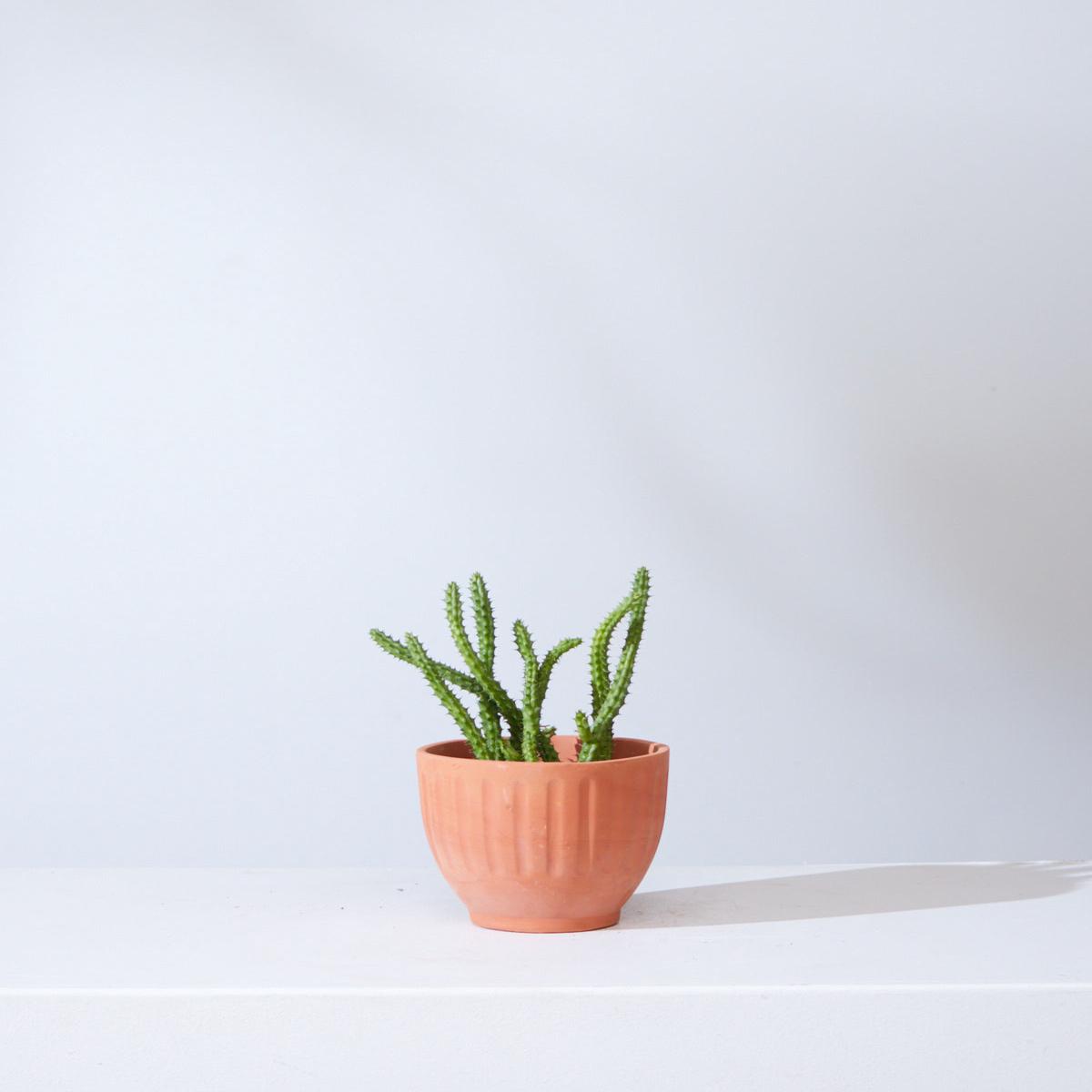STAPELIA 4" Grower Pot