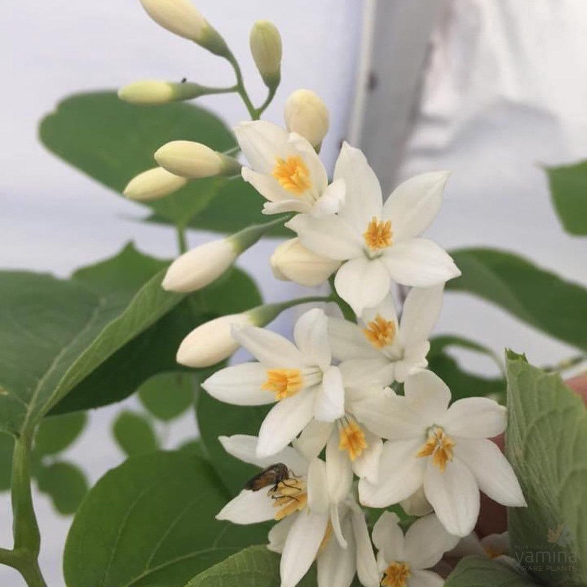 Styrax obassia