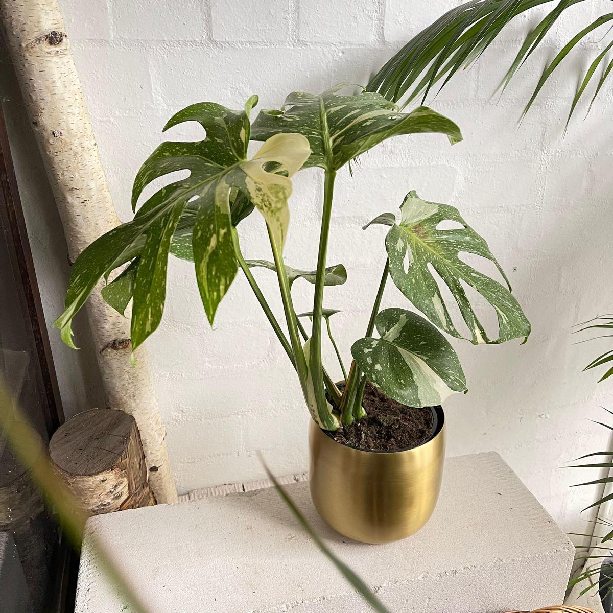 Variegated Monstera (Monstera deliciosa 'thai constellation')