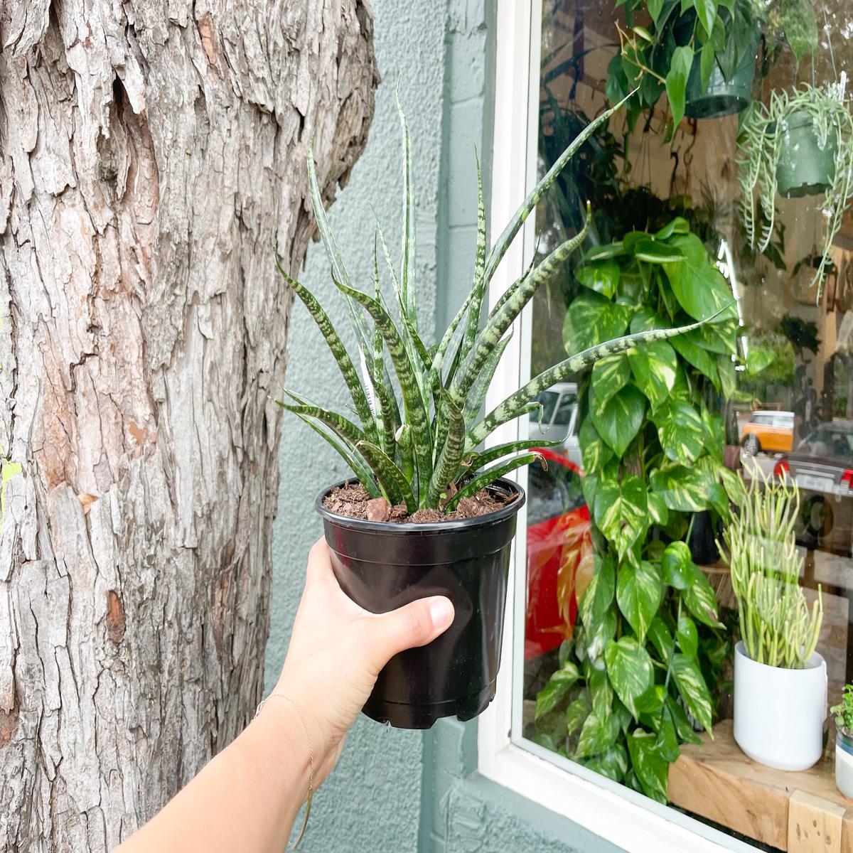 6" Sansevieria 'Fernwood'