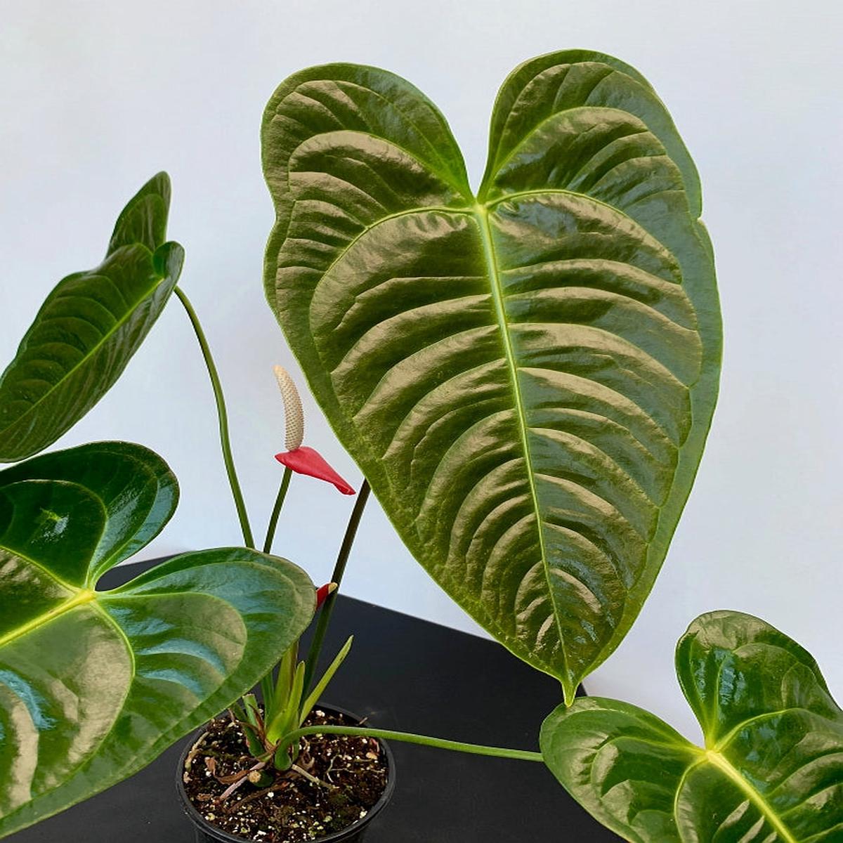 Anthurium veitchii hybride