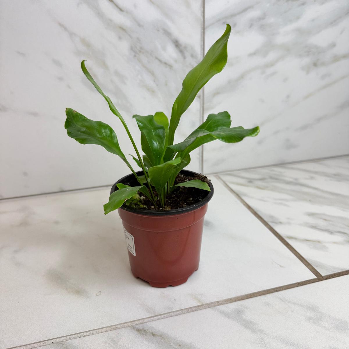 Asplenium Nidus Bird's Nest Fern, 4" Plant