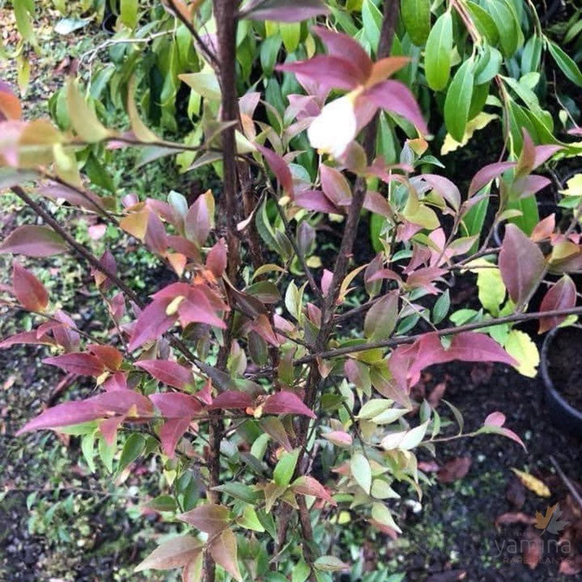 Camellia parvilimba