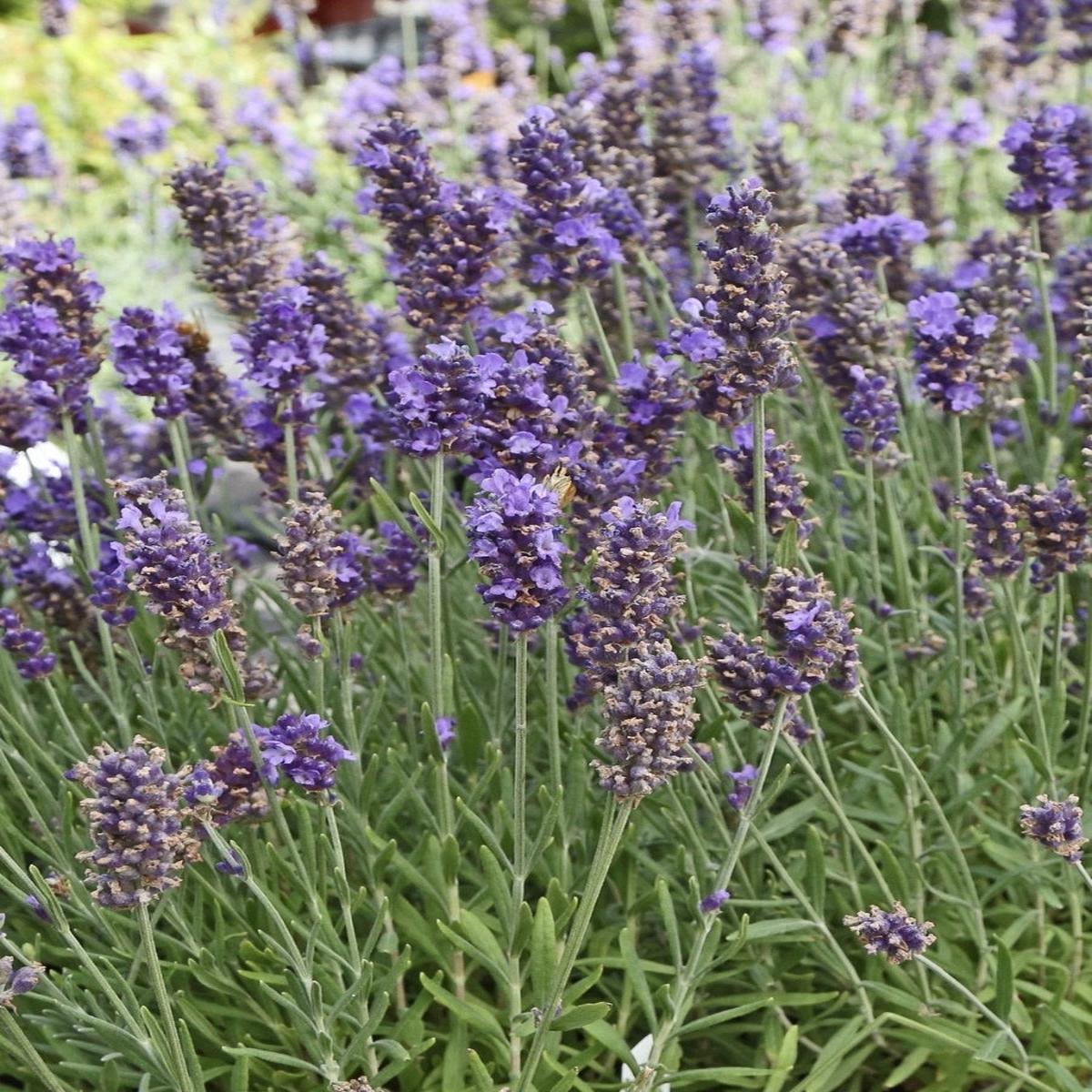 English Lavender | Blue Spear