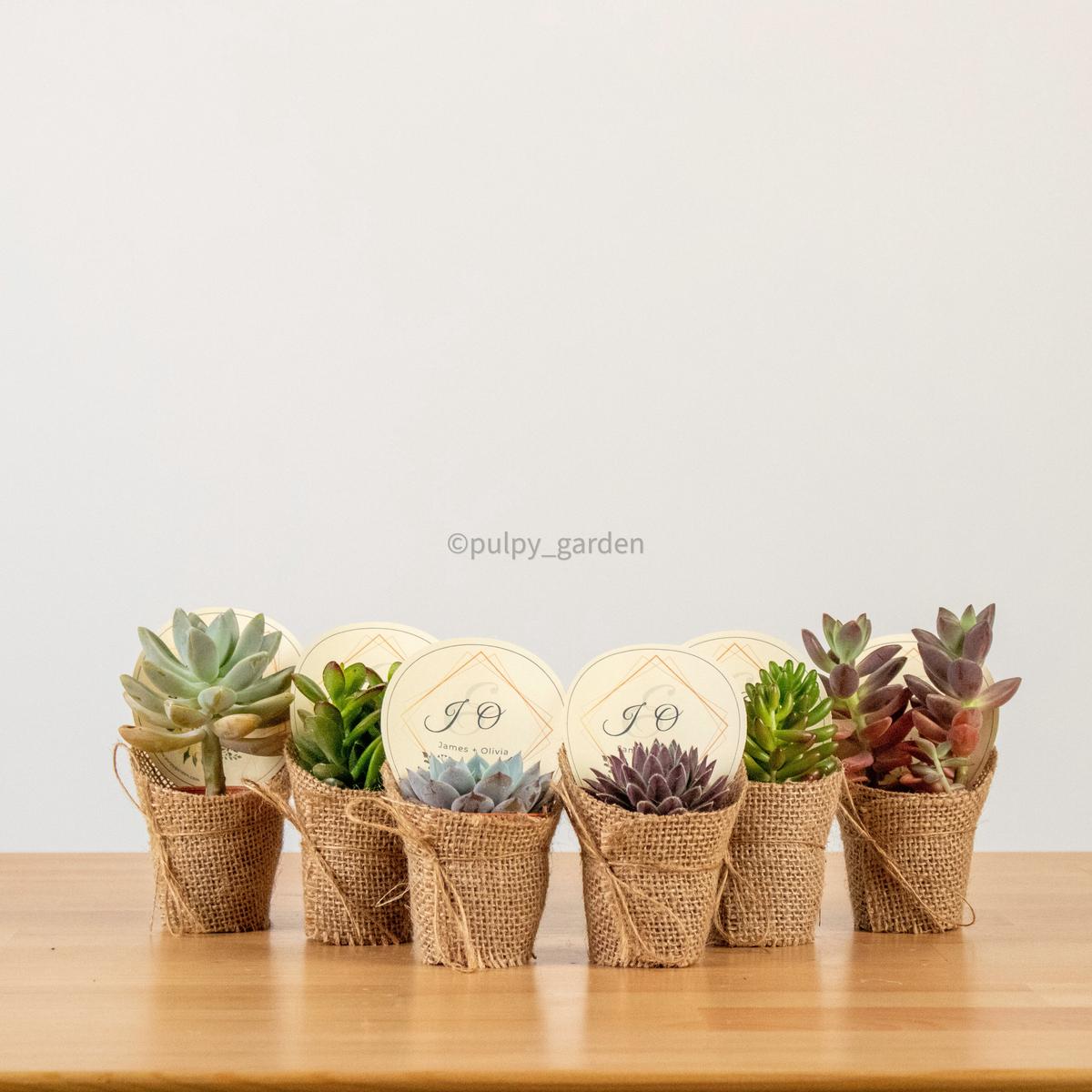 'Everything Succs' Door Gift